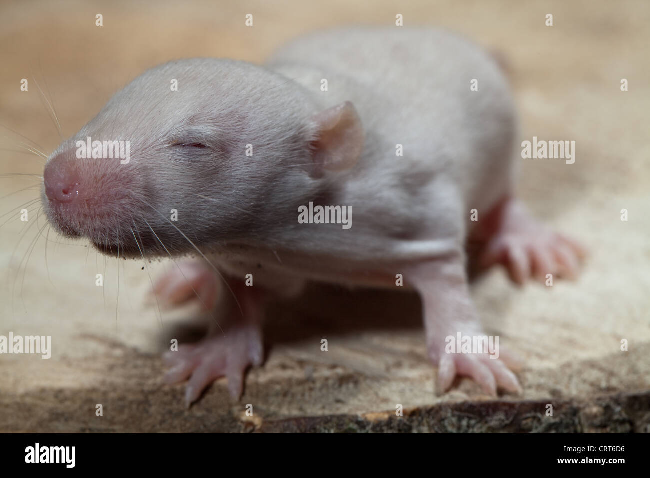 Domesticated White Rat (Rattus norvegicus). 12 days old baby, 'pup' rat. Albino, showing pink eyes beginning to open. Stock Photo