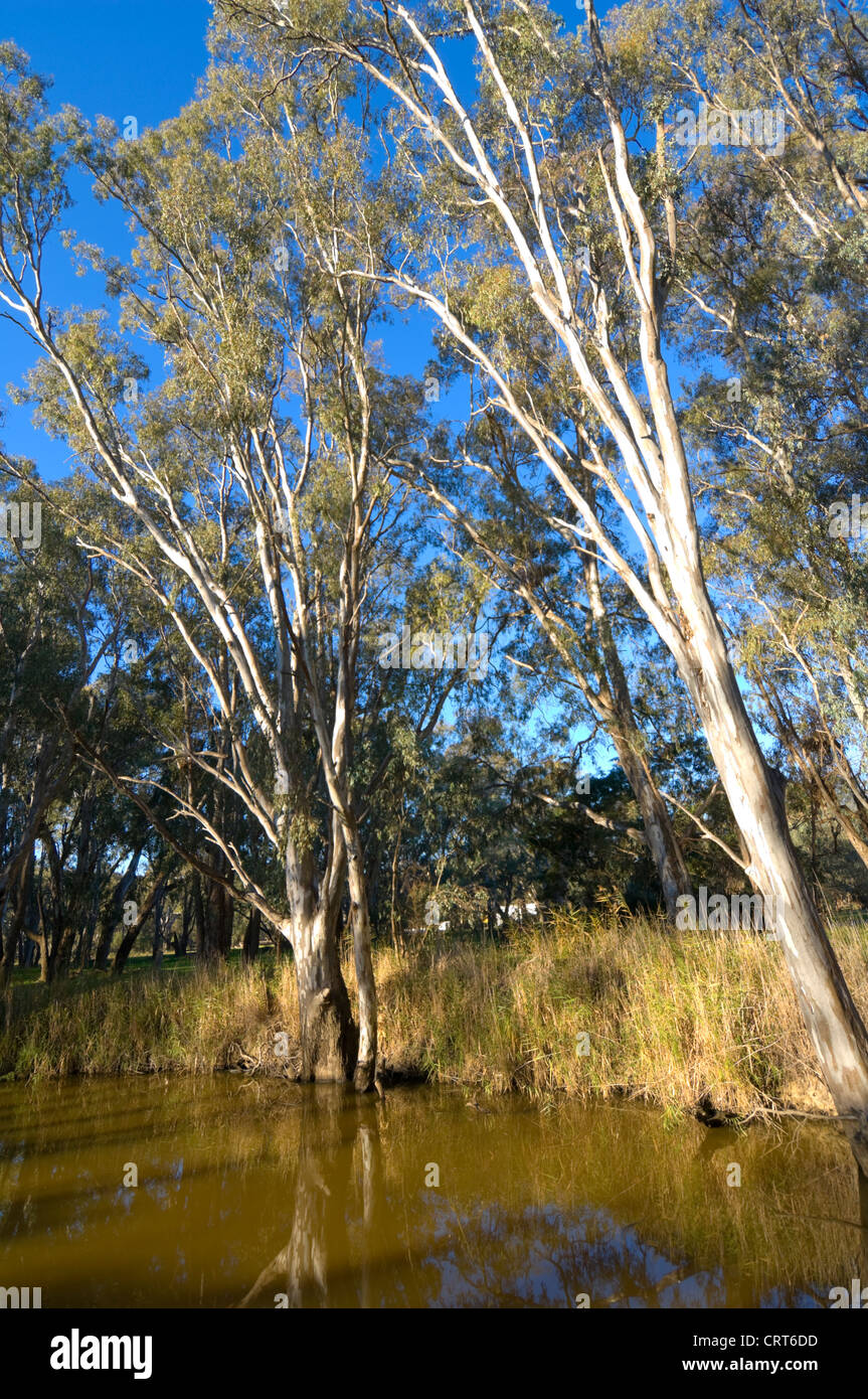 Riverine Vegetation, Wonga Wetlands, Albury, New South Wales, Australia Stock Photo