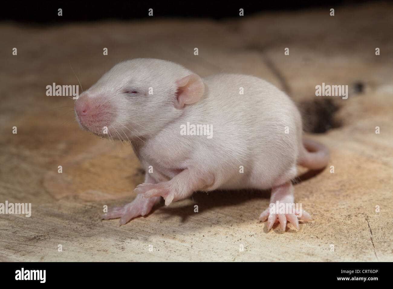 Domesticated White Rat (Rattus norvegicus). 12 days old baby, 'pup' rat. Albino, showing pink eyes beginning to open. Stock Photo