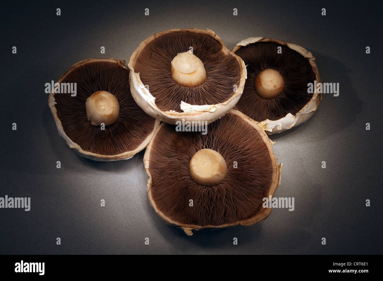 Large flat mushroom hires stock photography and images Alamy
