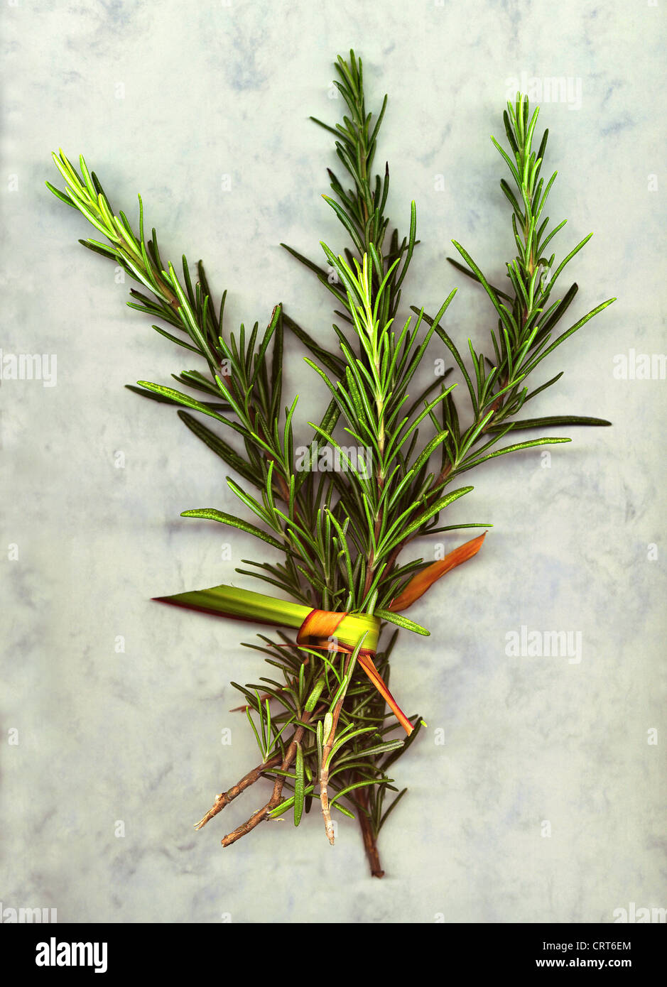 Rosemary Stock Photo