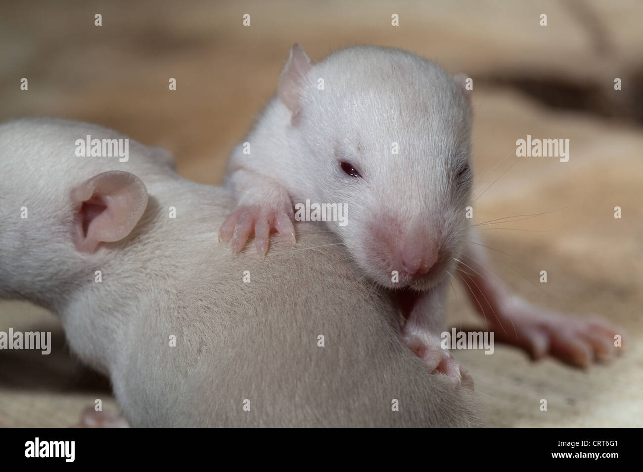 Domesticated Rats (Rattus norvegicus). 13 days old baby, 'pup' rats. Albino, showing pink eyes beginning to open for first time. Stock Photo