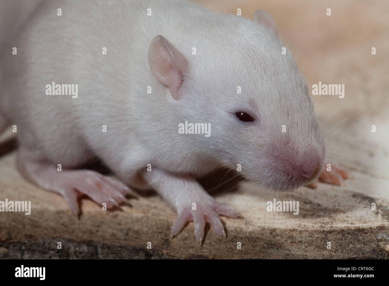 Domesticated Rats (Rattus norvegicus). 13 days old baby, 'pup' rat. Albino, showing pink eyes beginning to open for first time. Stock Photo