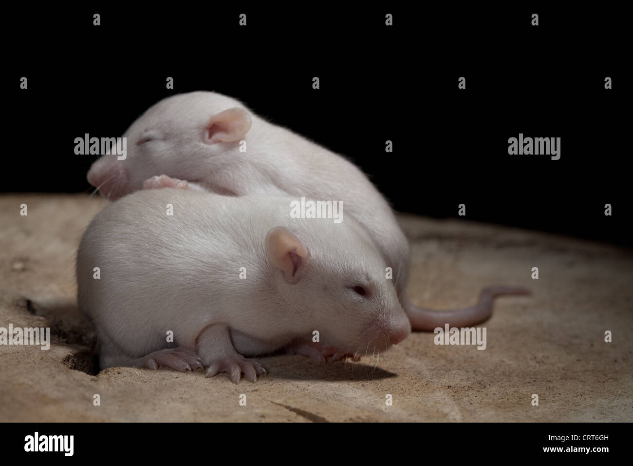 Domesticated Rats (Rattus norvegicus). 13 days old baby, 'pup' rats. Albino, showing pink eyes beginning to open for first time. Stock Photo