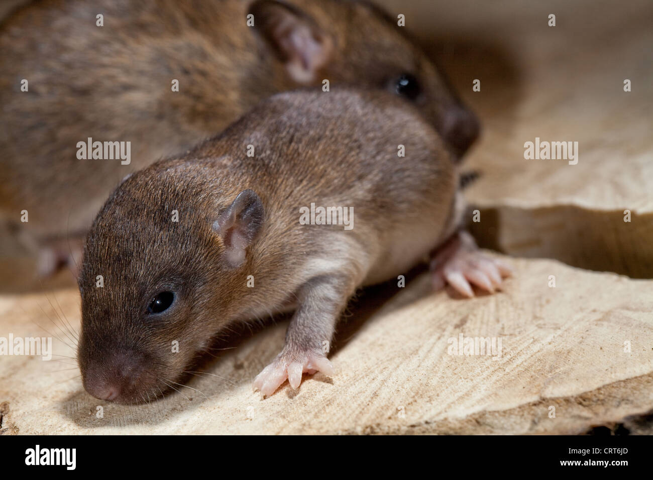 Brown Rat (Rattus norvegicus). Young, 'pup', with eyes opening at 13 days of age. Older young behind, with eyes fully open. Stock Photo