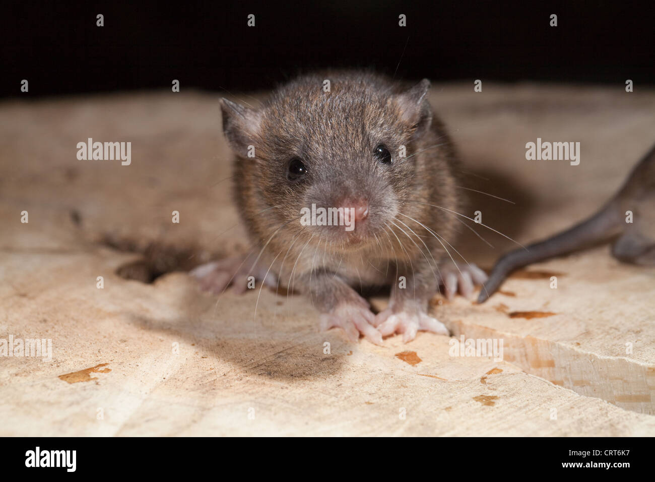 Brown Rat (Rattus norvegicus). Young 'pup' estimated 16 days of age. Stock Photo