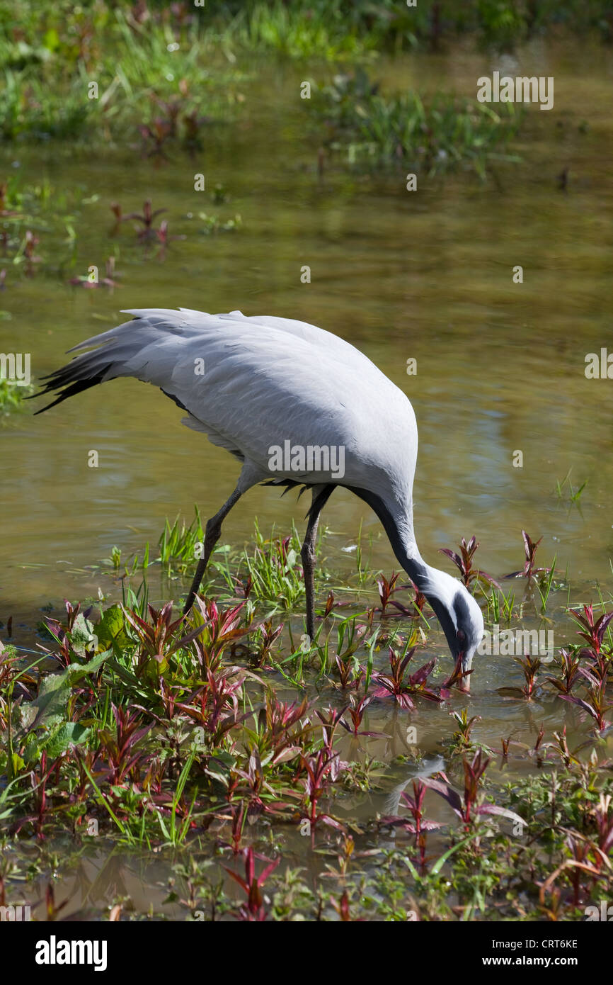 Demoiselle Crane (Anthropoides virgo). Wading and foraging in shallows of a pool. Stock Photo