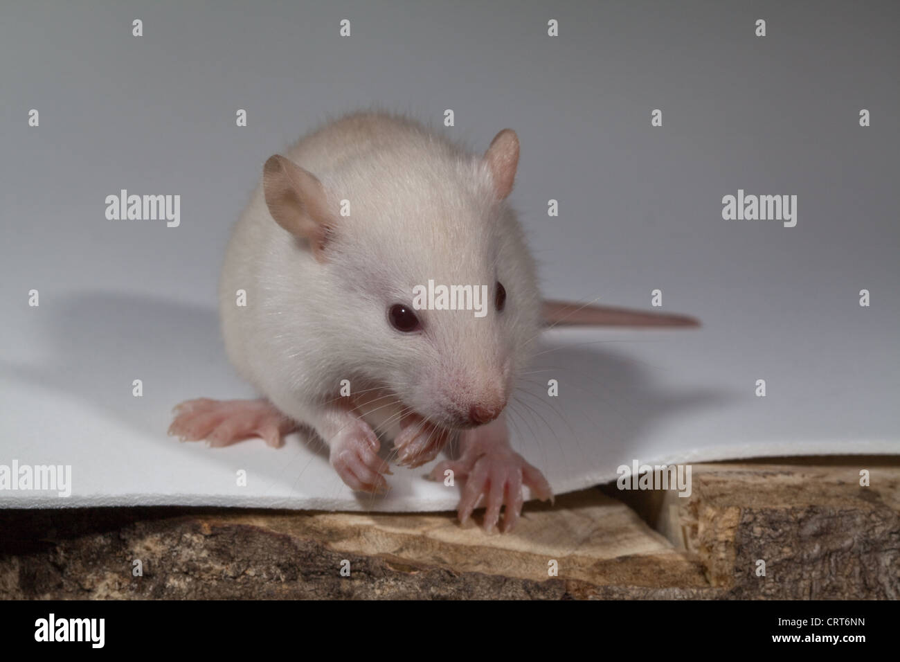 Young White Rat (Rattus norvegicus). Albino. Lacking pigmentation in skin, fur and eyes. The latter appear pink. Stock Photo
