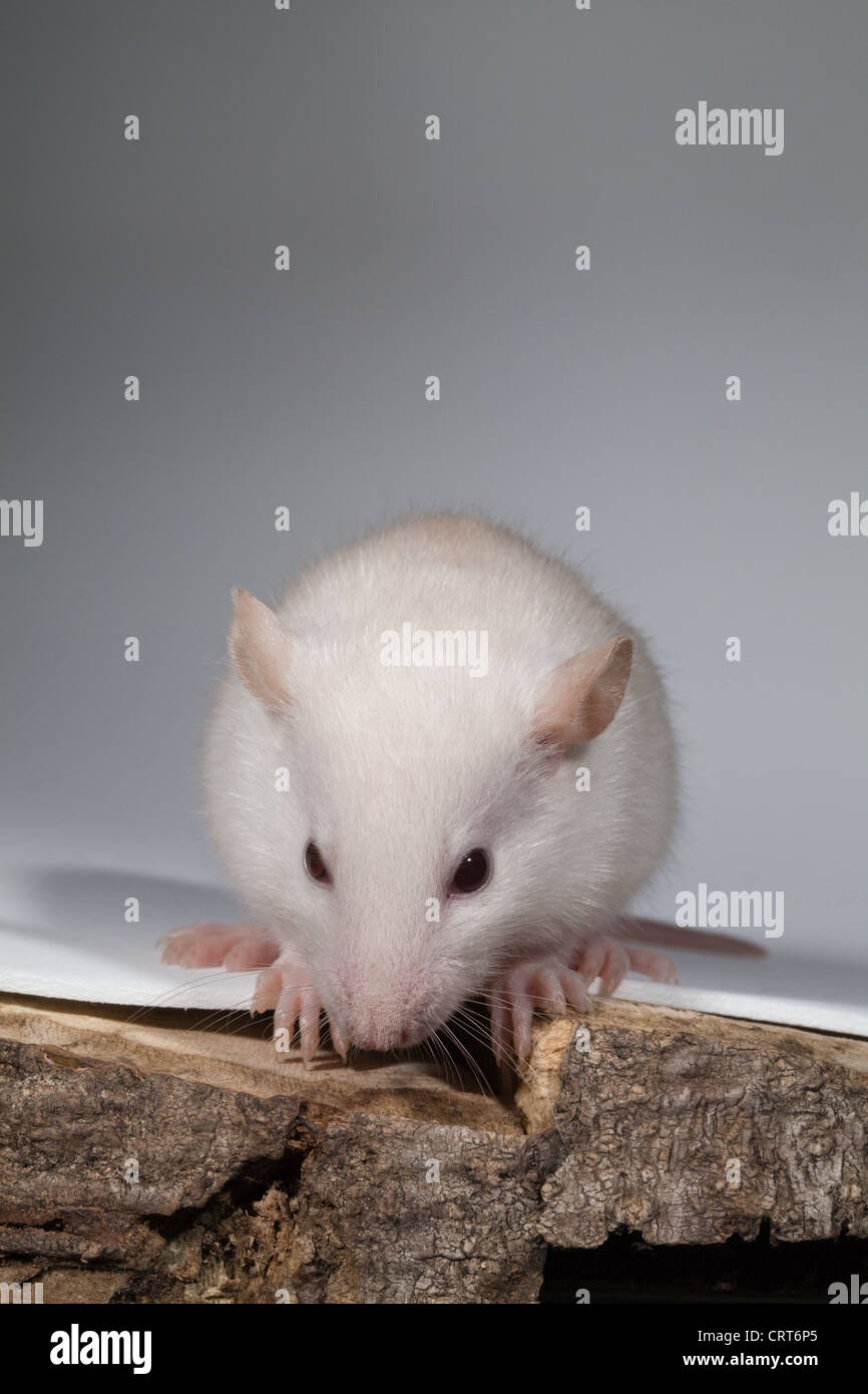 Young White Rat (Rattus norvegicus). Albino. Lacking pigmentation in skin, fur and eyes. The latter appear pink. Stock Photo