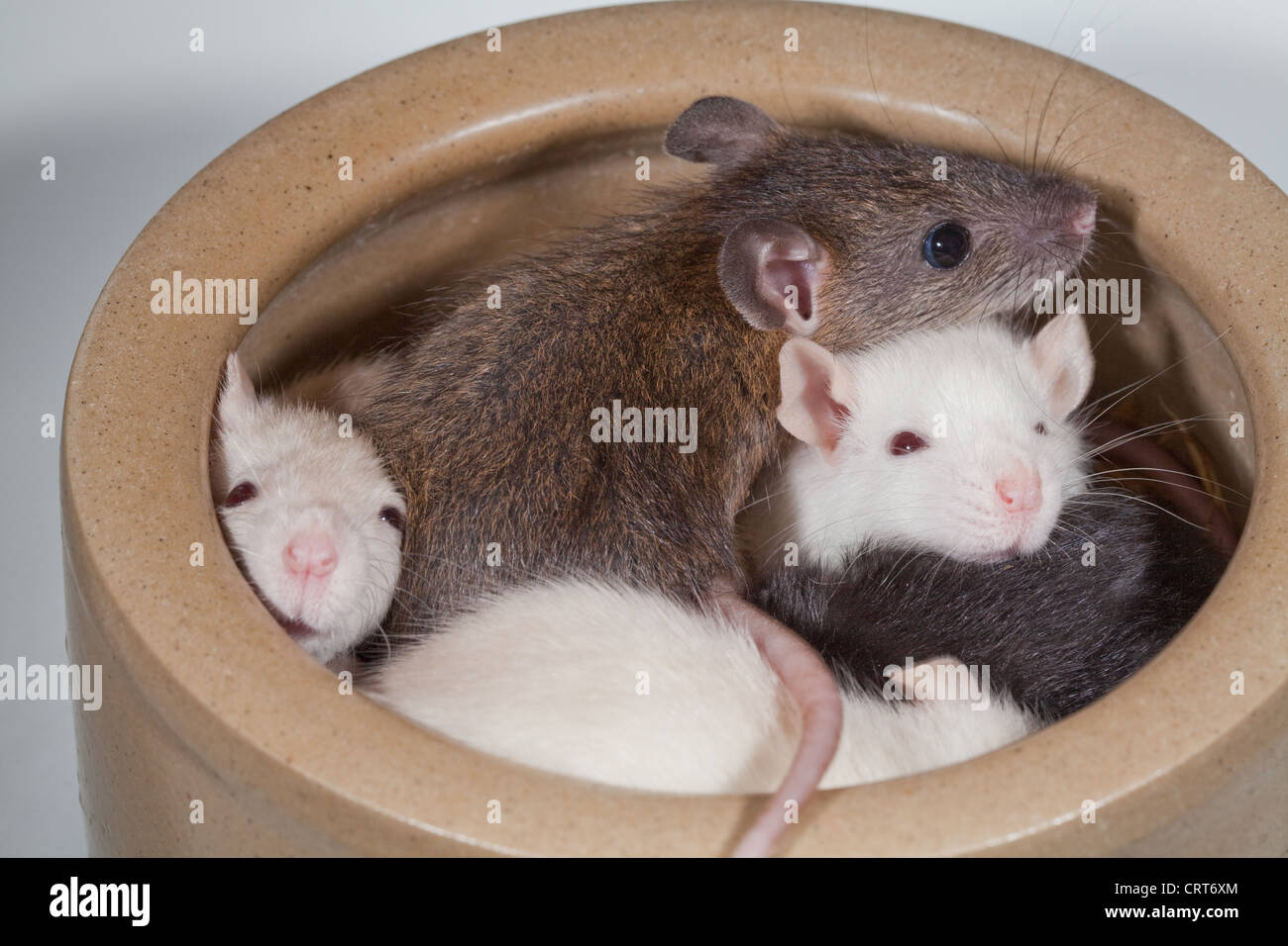 Tame young Rats (Rattus norvegicus). 'Normal' Brown, top centre, typical of the wild ancestor, with albino or white siblings. Stock Photo