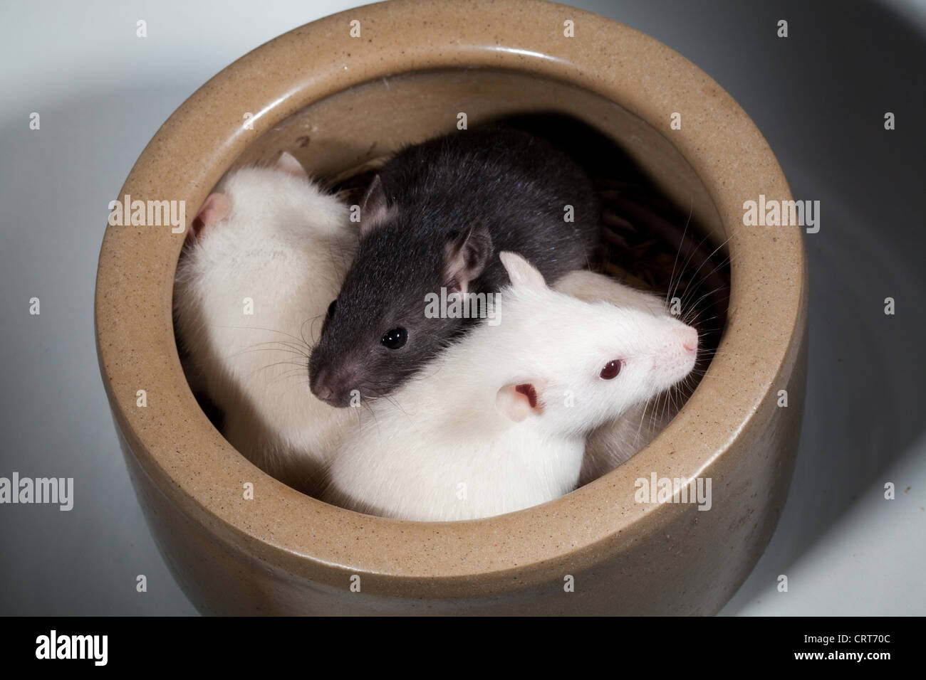 Tame young Rats (Rattus norvegicus). Albino or white siblings - with pink eyes, plus a a black or melanistic sibling. Stock Photo