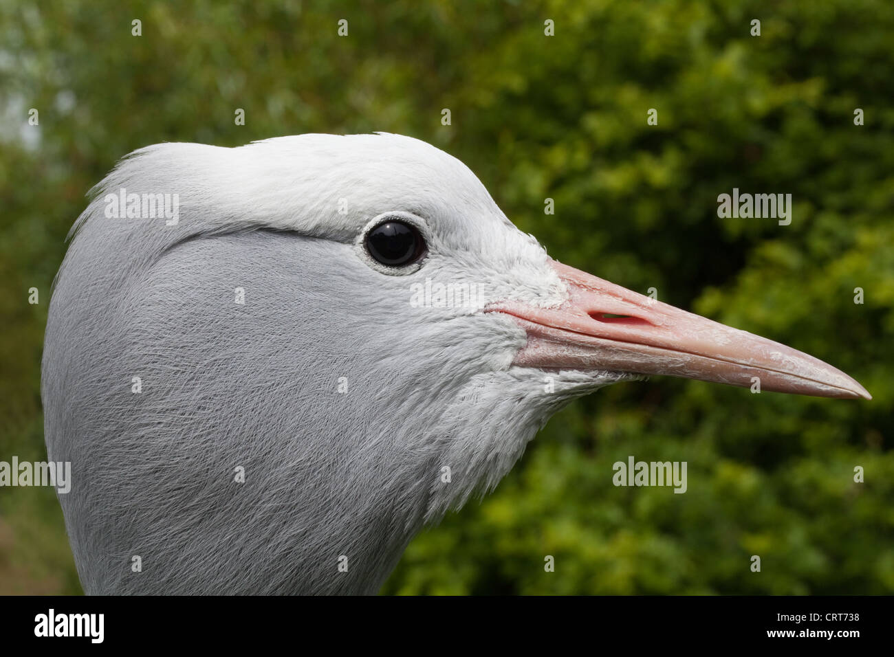 Blue, Stanley or Paradise Crane (Anthropoides paradisea). Head profile. Stock Photo