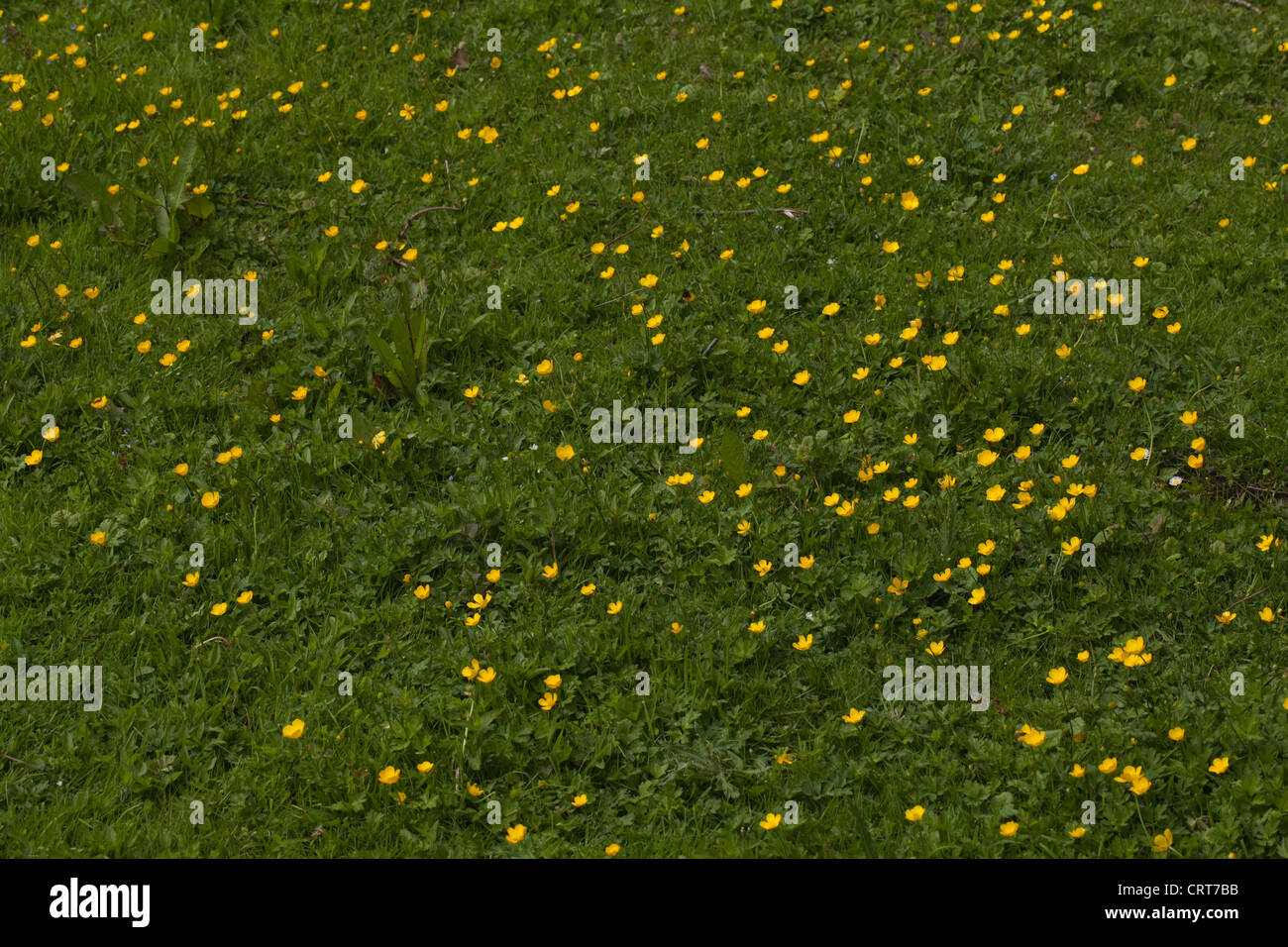 Creepimg Buttercups (Ranunculus repens). Growing on an infrequently mown damp lawn. Norfolk. June. Stock Photo