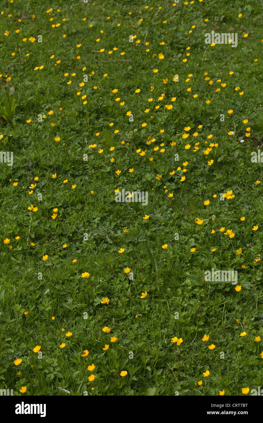 Creepimg Buttercups (Ranunculus repens). Growing on an infrequently mown damp lawn. Norfolk. June. Stock Photo