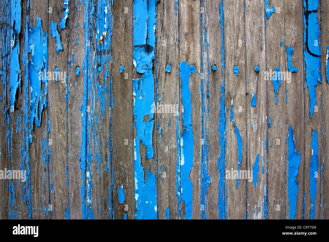 Detail on a weathered wooden shed, remnants of vibrant blue paint flaking from the decaying wood. Stock Photo