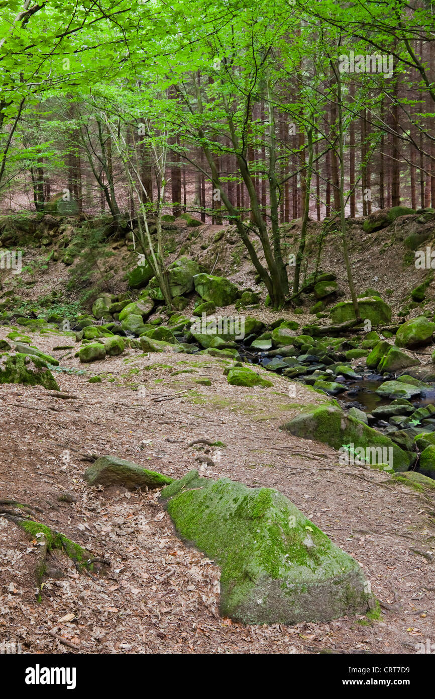 The primeval forest with mossed rocks Stock Photo