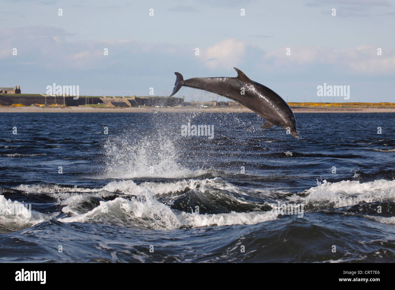 Bottlenose Dolphin (Tursiops truncatus) leaping/jumping in the Moray Firth, Chanonry Point, Scotland, UK Stock Photo