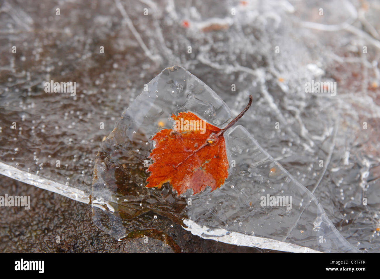 Autumn leaf frozen in ice in a loch/lake in winter, Strathconon, Highlands, Scotland, UK Stock Photo