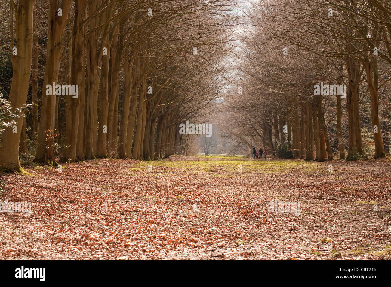 Family recreational walking in Woodland. Winter. Norfolk parkland. England. Leaf fall. Stock Photo