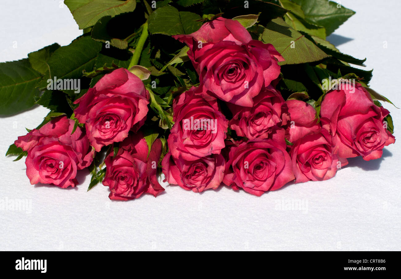 Red roses clean hi-res stock photography and images - Alamy