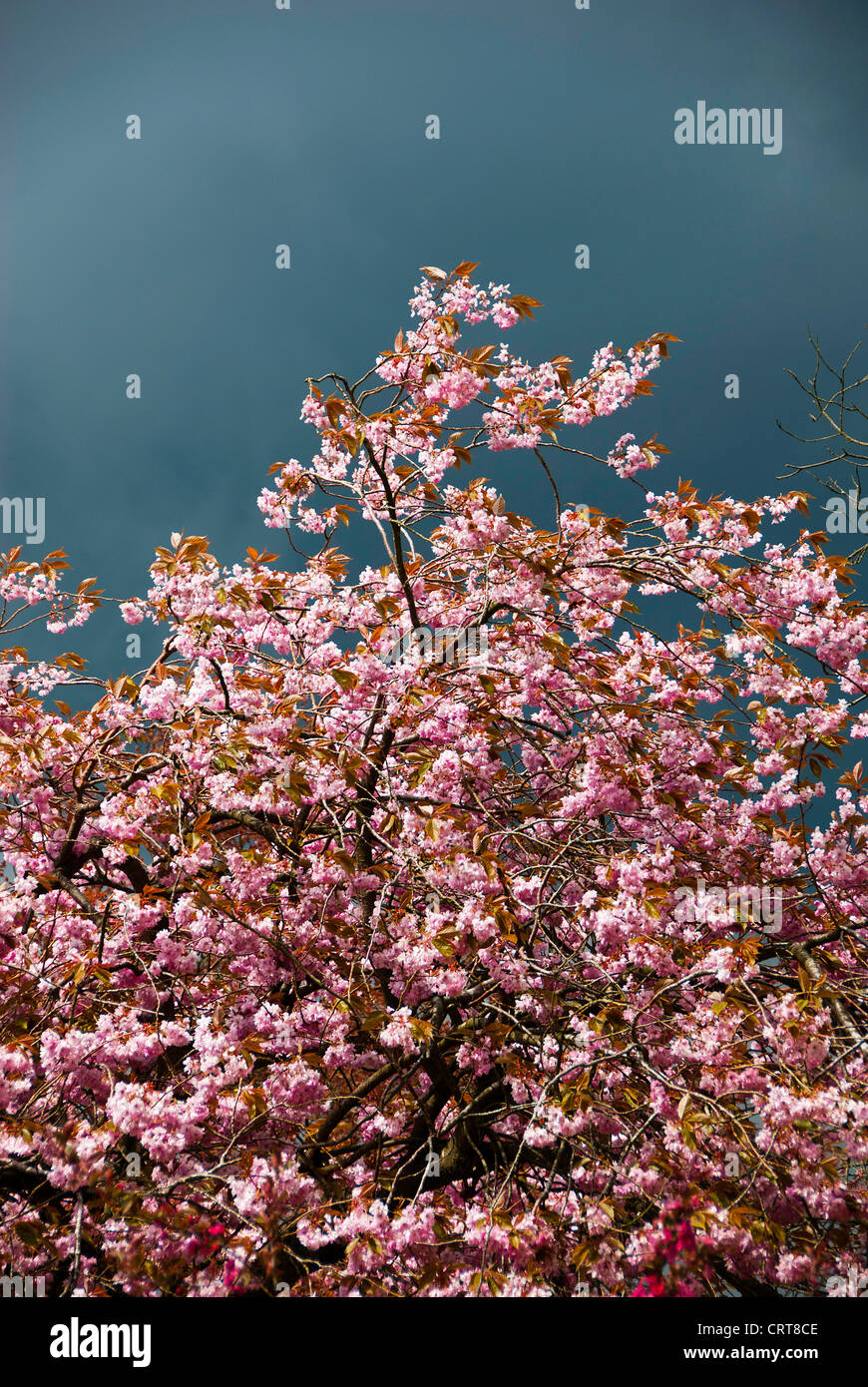 Spring Cherry Blossom Stock Photo