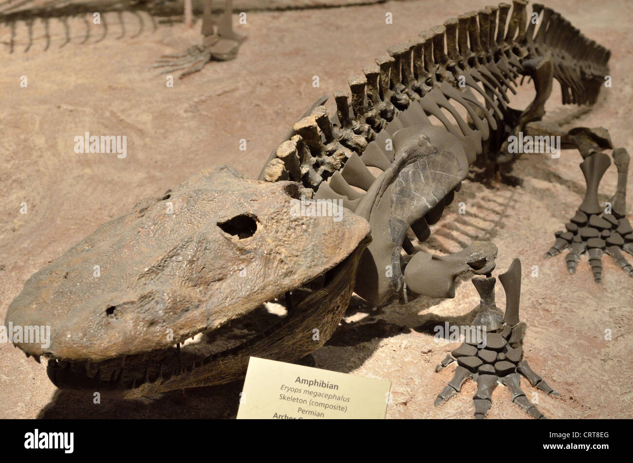 Fossil skeleton of an amphibian Eryops Megacephalus. Permian age. Stock Photo