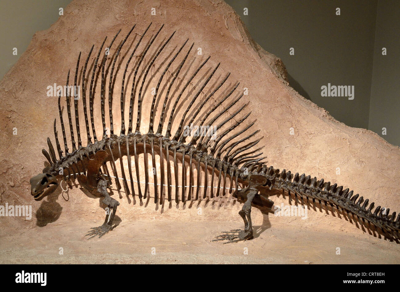 Fossil skeleton of an Edaphosaurus. Permian age. Stock Photo