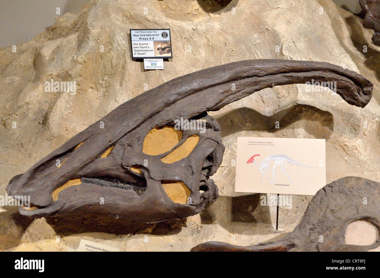Fossil skull of Parasaurolophus dinosaur. Cretaceous age Stock Photo