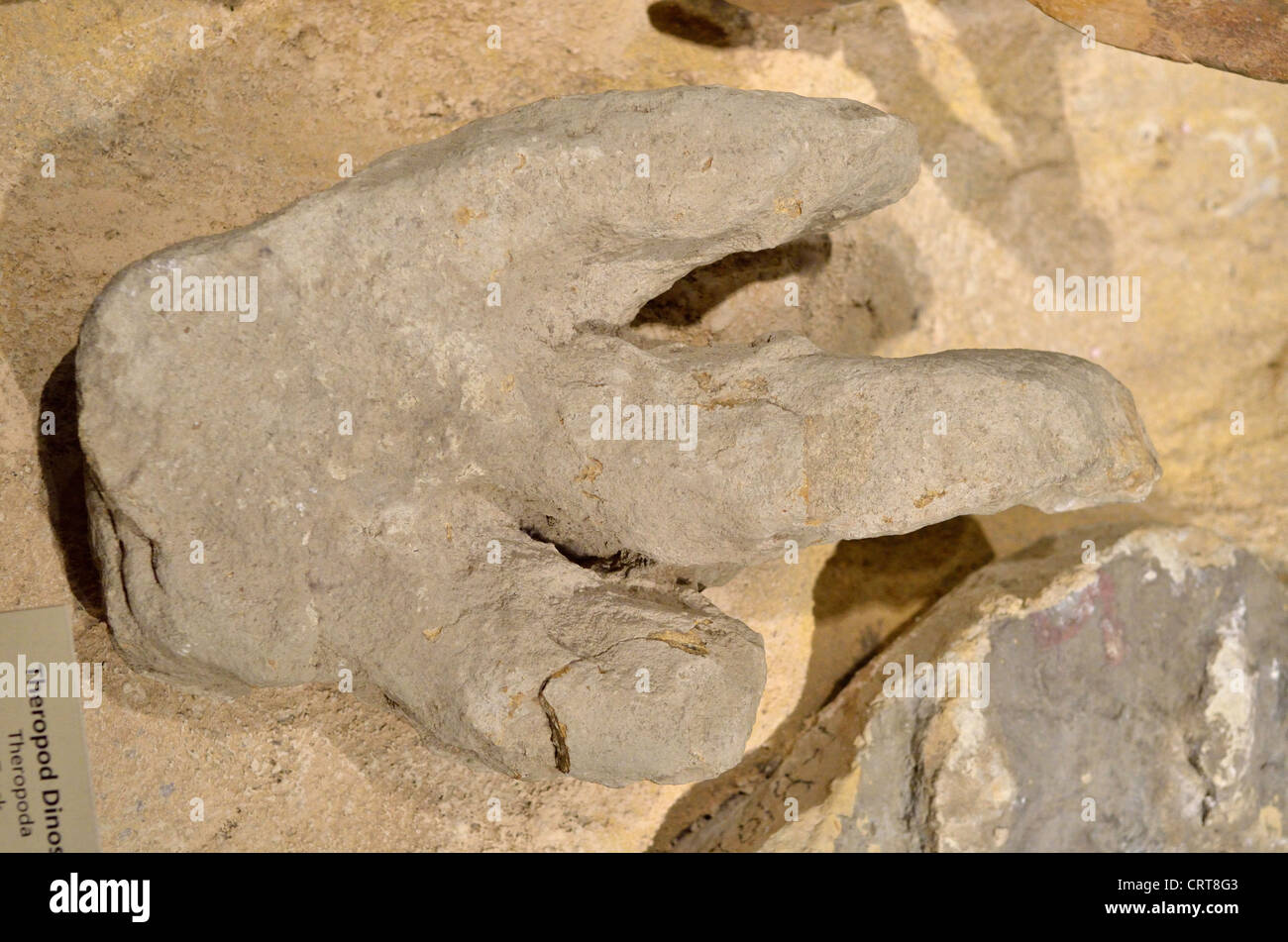 Fossilized footprint of a Theropod dinosaur. Cretaceous age. Stock Photo
