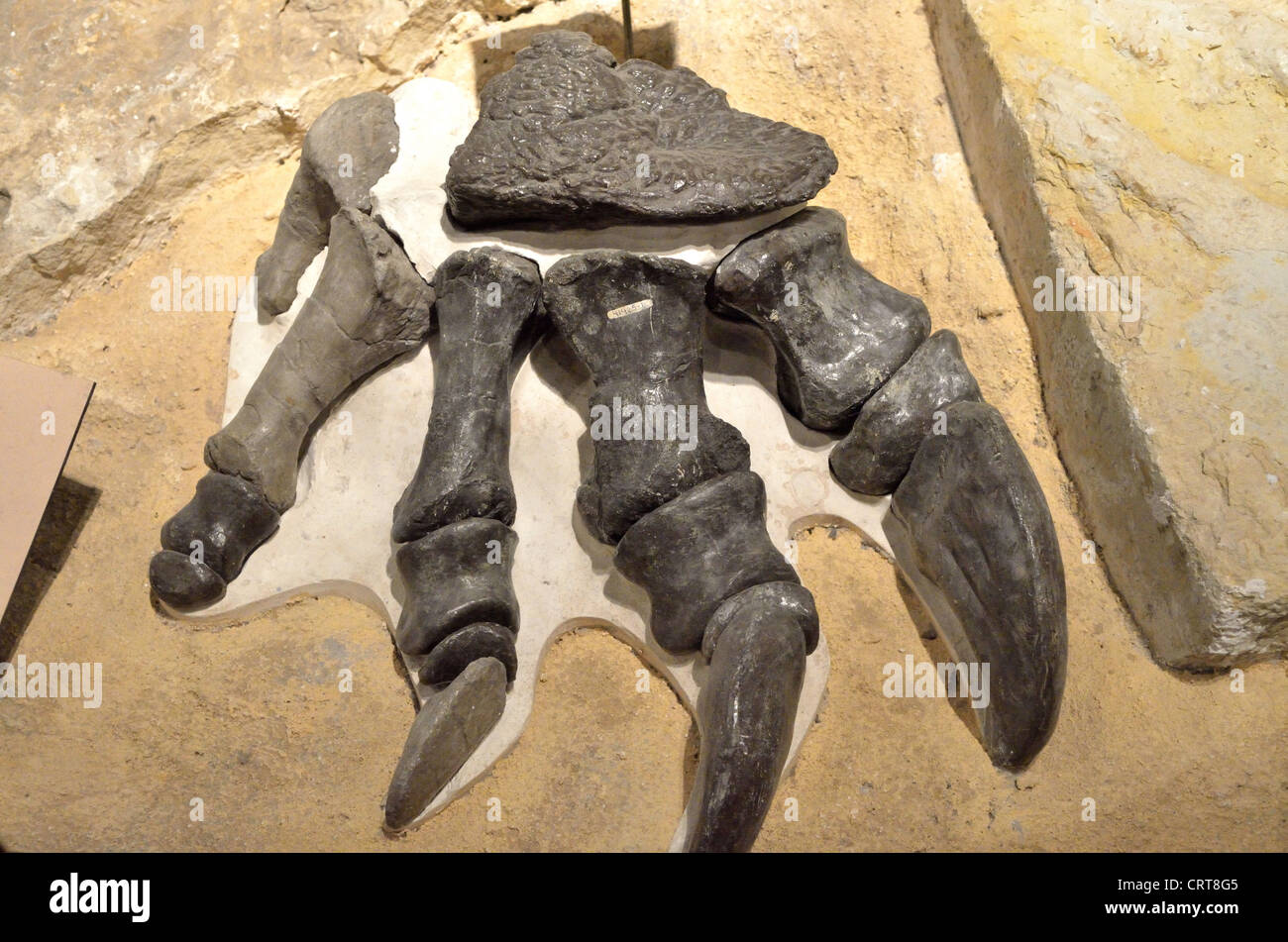 Fossil foot and toes of sauropod dinosaur (Diplodocus hayi). Jurassic age. Stock Photo