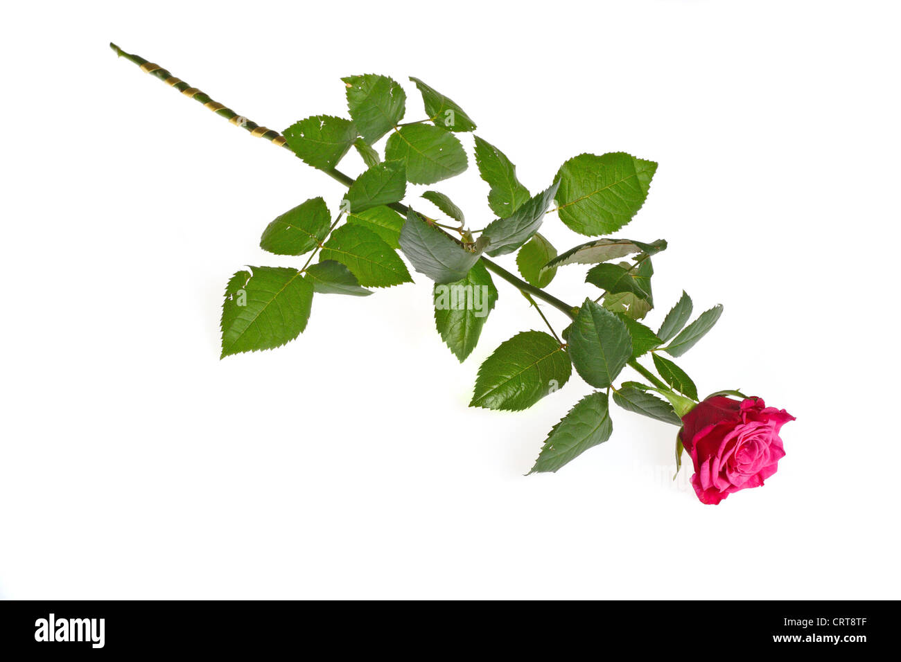 Beautiful red rose photo on the white background Stock Photo - Alamy