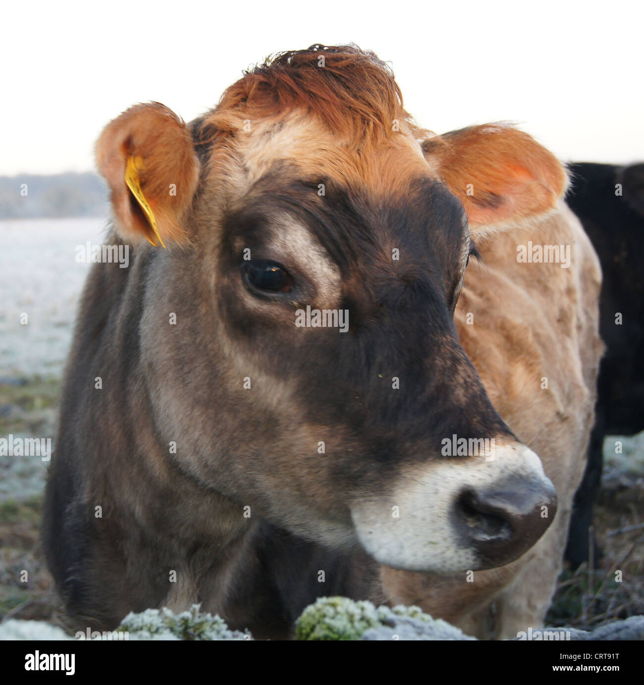 Jersey cow close up hi-res stock photography and images - Alamy