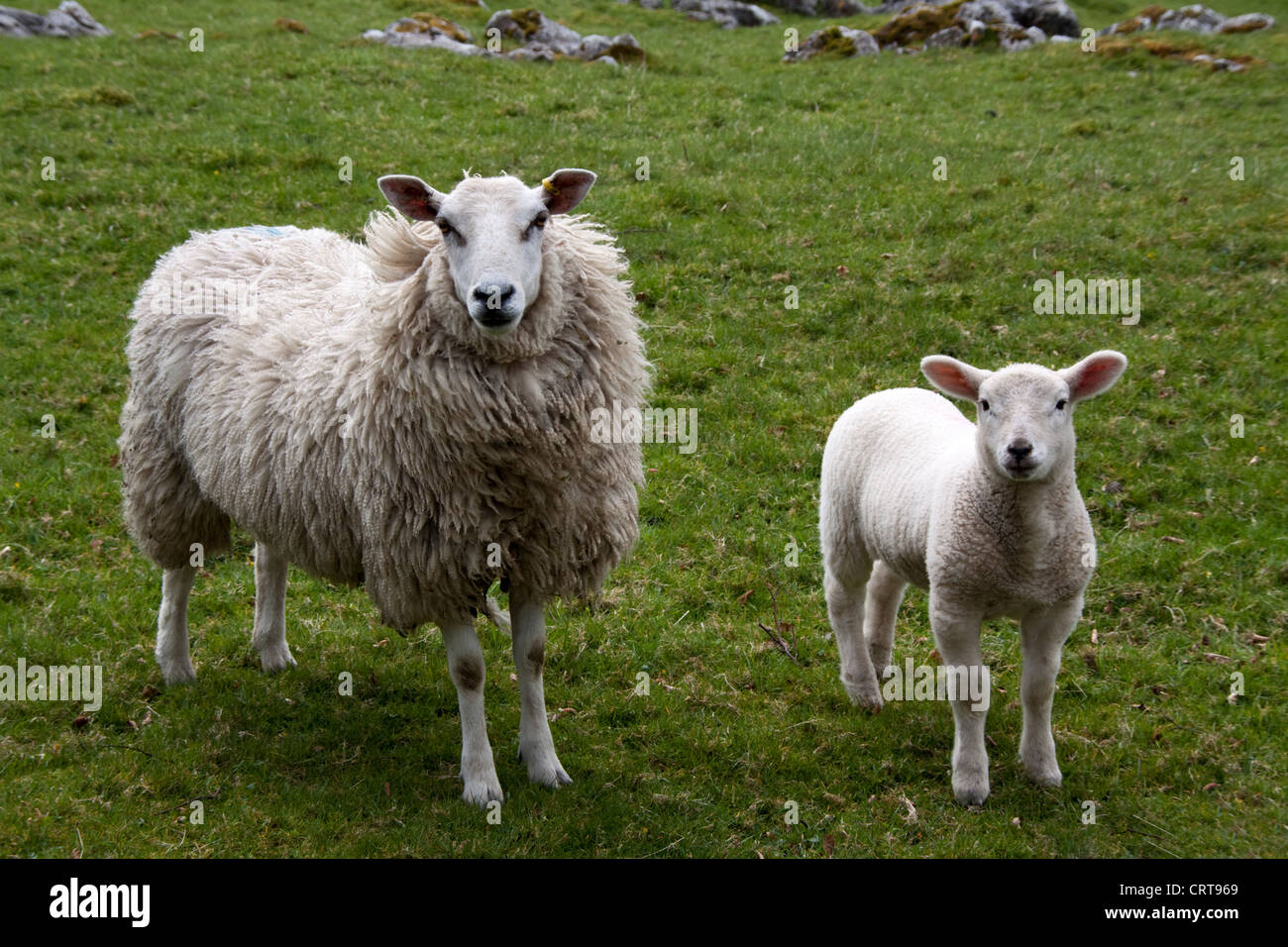 Cheviot breed sheep lamb hires stock photography and images Alamy