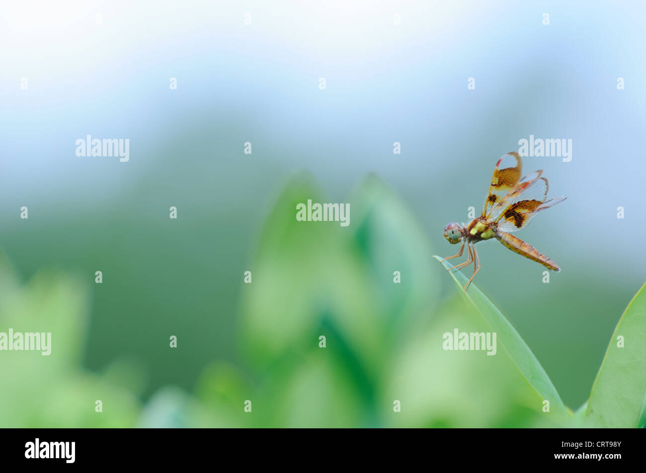 Wandering Glider or Globe Skimmer dragonfly, Pantala flavescens Stock Photo