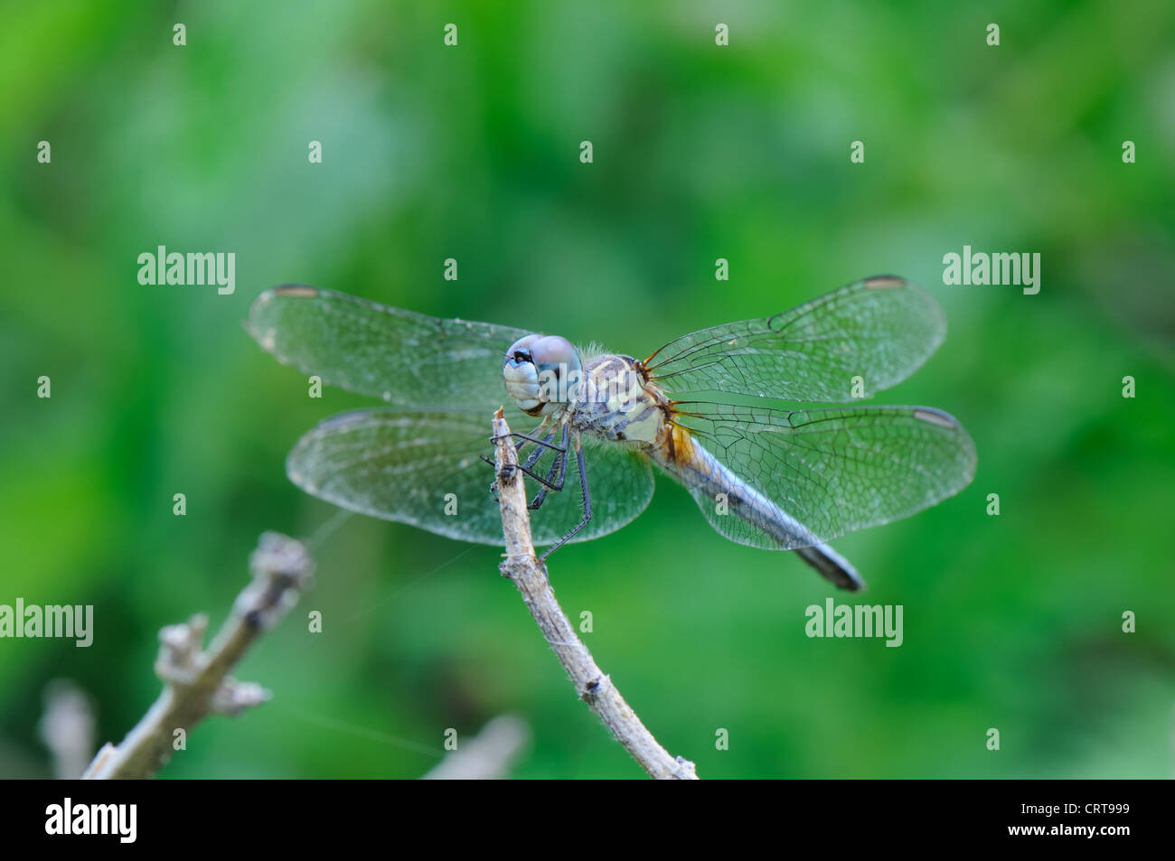 Dragonfly Pachydiplax longipennis on a twig Stock Photo