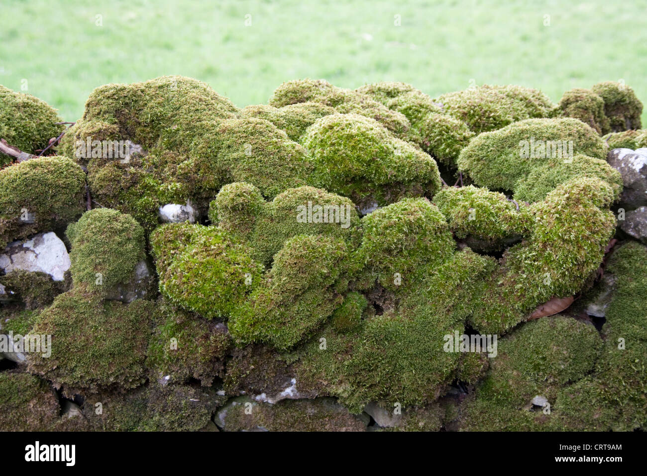 Moss on Dry Stone Wall  Brachythecium rutabulum Stock Photo