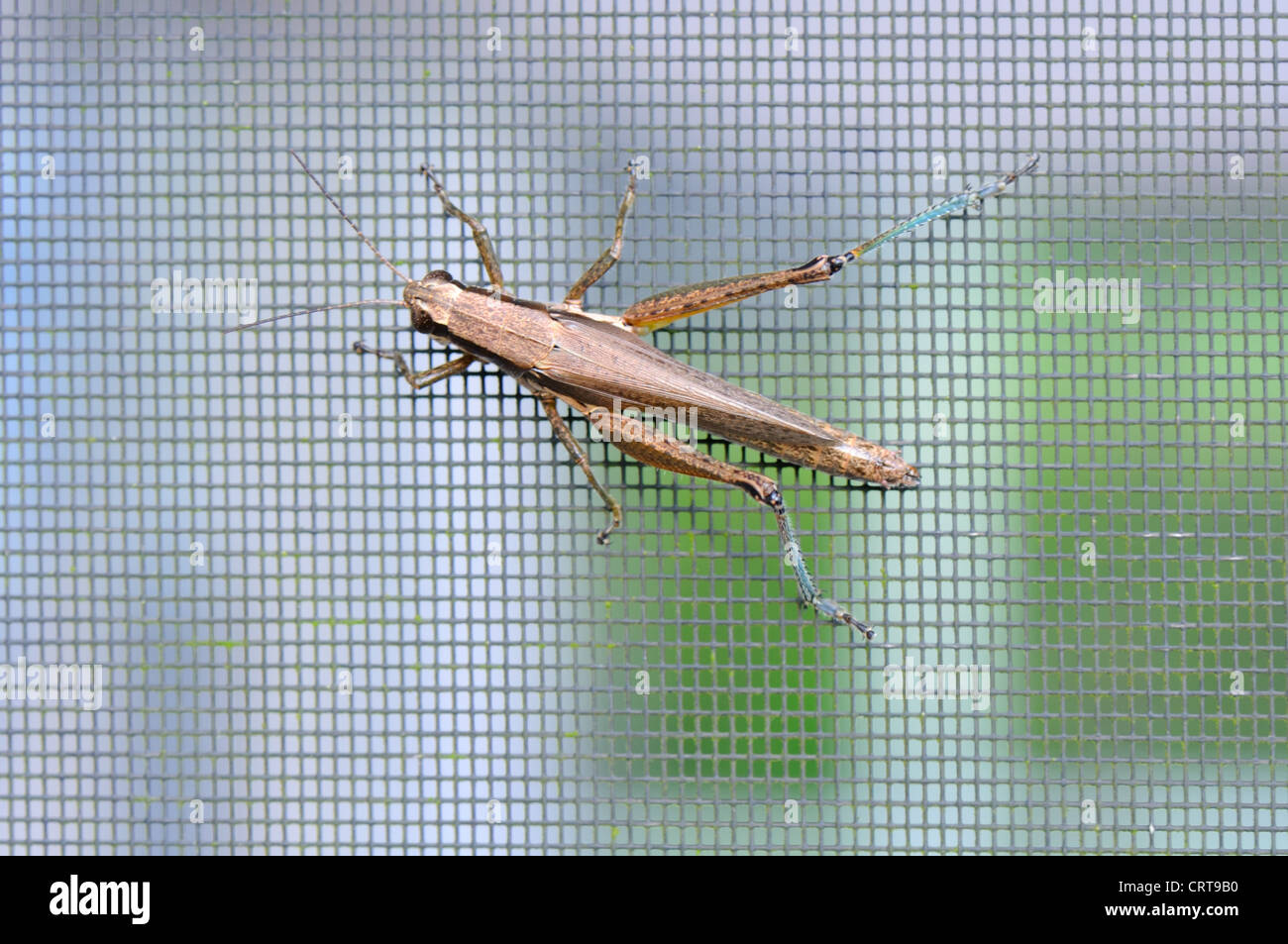 Orthoptera Cricket on bug screen in Florida, USA Stock Photo
