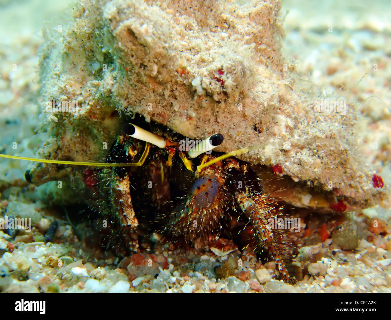 Saltwater Hermit Crab High Resolution Stock Photography and Images - Alamy