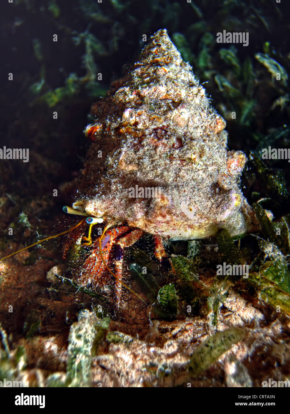Reef Hermit Crab (Dardanus lagopodes Stock Photo - Alamy