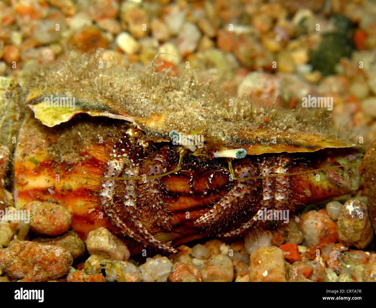 Reef Hermit Crab (Dardanus lagopodes) Stock Photo
