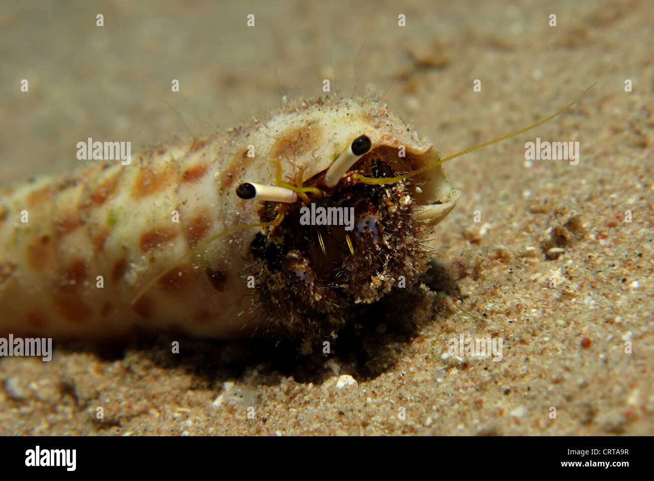 Reef Hermit Crab (Dardanus lagopodes) Stock Photo