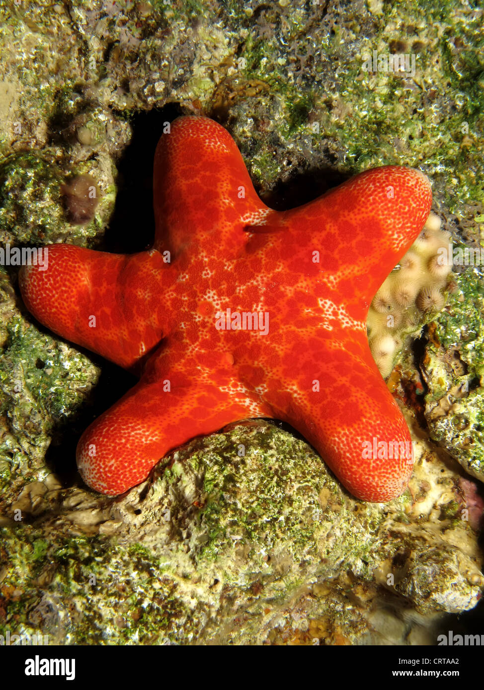 Grainy cushion star ( choriaster granulatus) Stock Photo