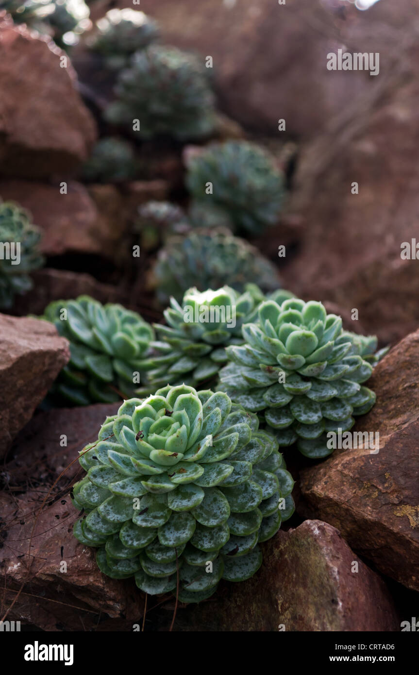 Sedum sp. (Crassulaceae) on rocks Stock Photo