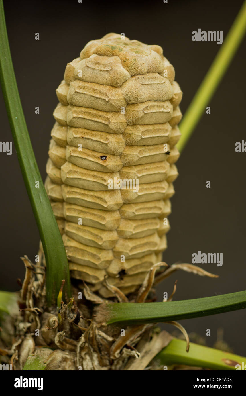 Zamia pseudoparasitica, females cones from the only epithet cycad