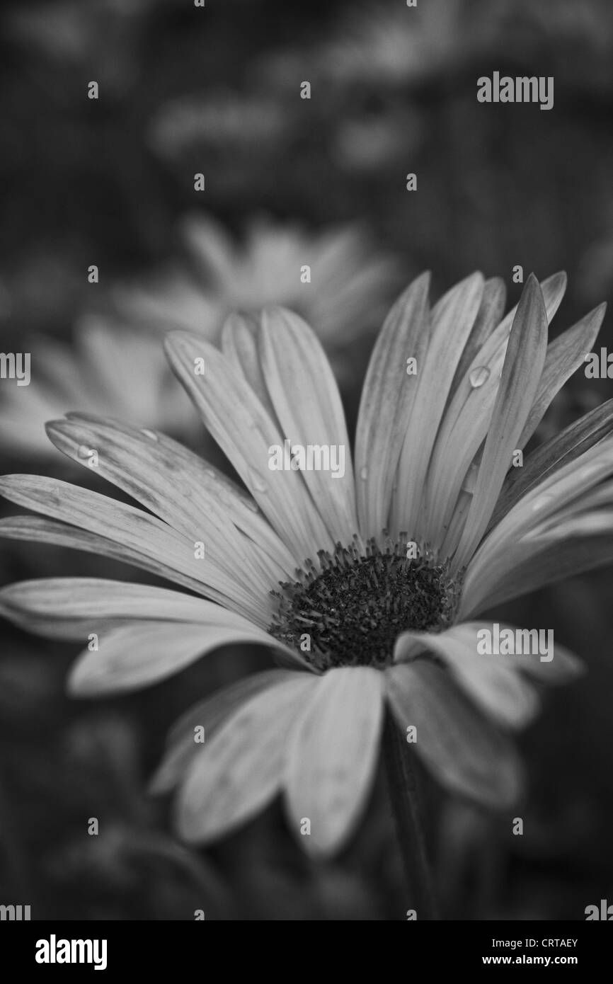 Black and white flower Stock Photo Alamy