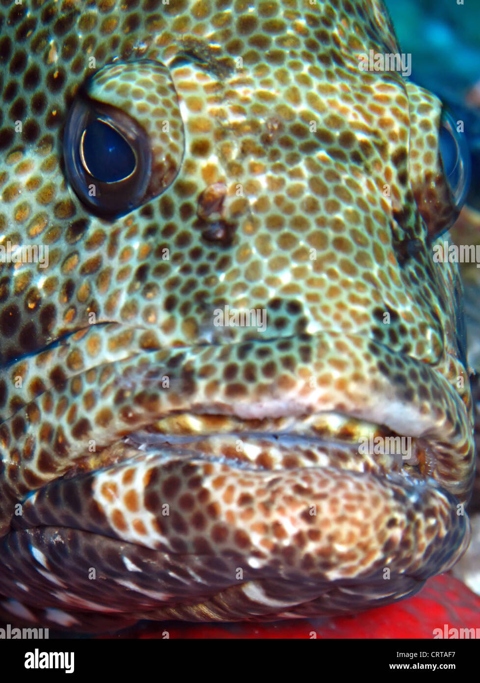 Marble Grouper (Epinephelus microdon). Taken at Ras Mohamed in Red Sea, Egypt. Stock Photo