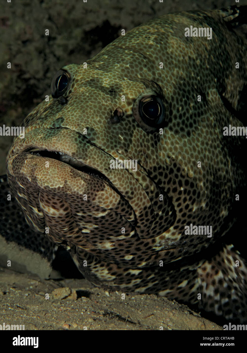 Marble Grouper (Epinephelus microdon). Taken at Ras Mohamed in Red Sea, Egypt. Stock Photo