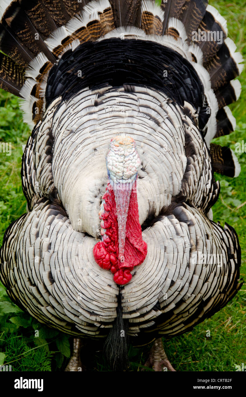 New York, Cooperstown, Farmers' Museum. Barnyard Tom turkey. Stock Photo