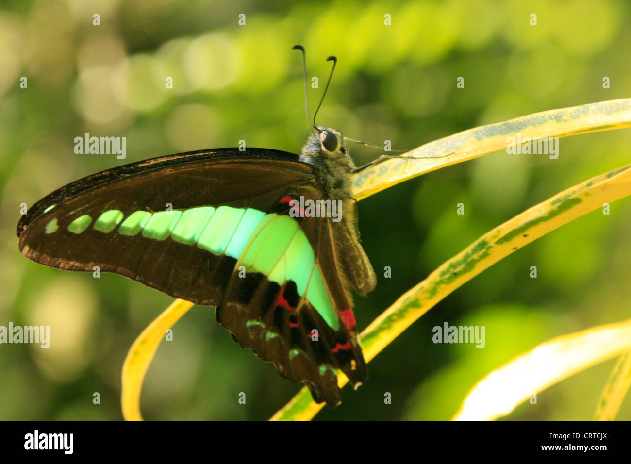 Common Bluebottle butterfly (Graphium sarpedon) on green grass Stock Photo