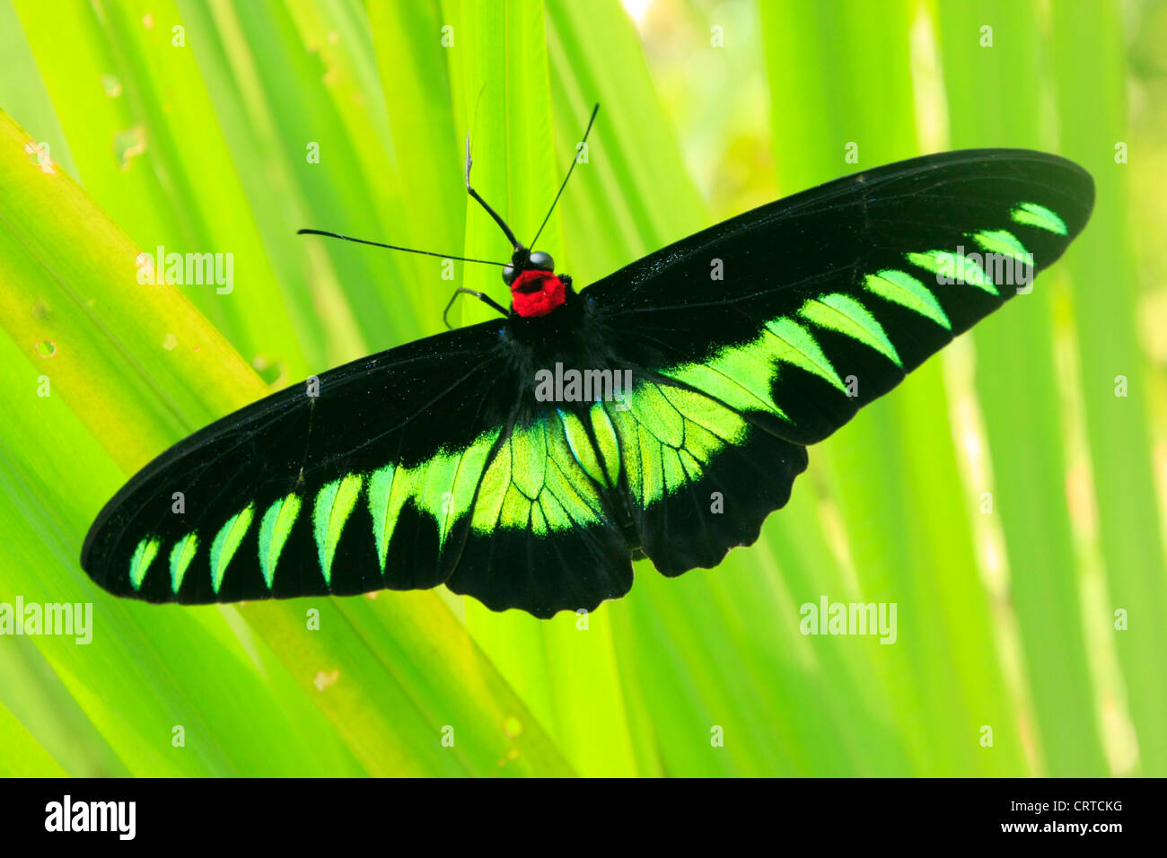 Male Rajah Brookes Birdwing Butterfly Trogonoptera Brookiana On Stock Photo Alamy